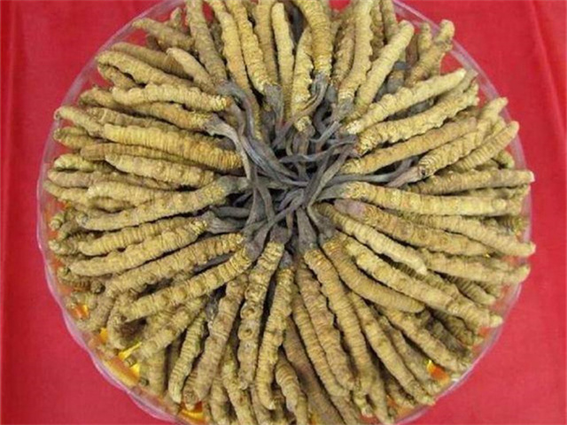 冬蟲夏草價(jià)格一克多少錢？影響冬蟲夏草價(jià)格的4個(gè)因素