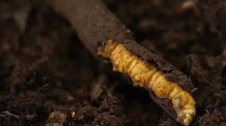 冬蟲夏草：高原之靈，健康之謎