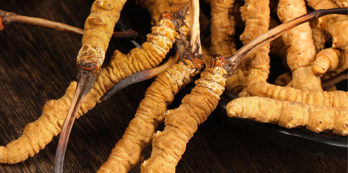 西藏那曲冬蟲(chóng)夏草的真空冷凍保存法