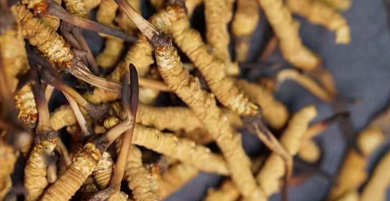 如何辨別那曲冬蟲夏草的真?zhèn)?> </div>
            <div   id=