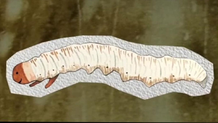 那曲蟲草哪些人最適合吃？