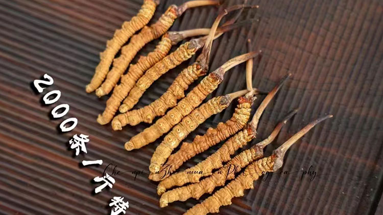 2025新鮮蟲(chóng)草的價(jià)格是多少