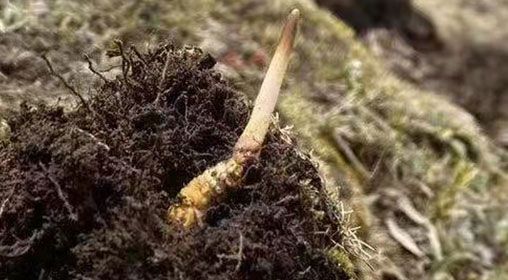  <a href=http://m.xmwhr.com/xinxian/ target=_blank class=infotextkey>鮮冬蟲夏草</a>的多樣食用方法