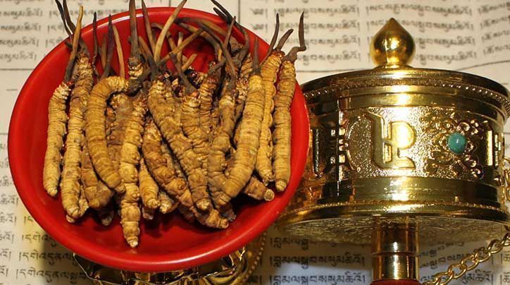 <a href=http://m.xmwhr.com/ target=_blank class=infotextkey>那曲<a href=http://m.xmwhr.com/ target=_blank class=infotextkey>冬蟲夏草</a></a>的有哪些藥用價(jià)值