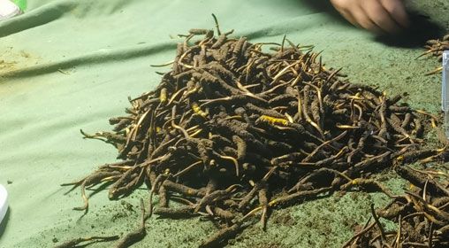 <a href=http://m.xmwhr.com/xinxian/ target=_blank class=infotextkey>鮮冬蟲夏草</a>的正確食用方法指南