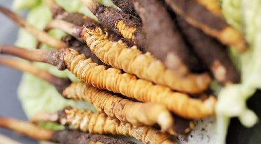 <a href=http://m.xmwhr.com/xinxian/ target=_blank class=infotextkey>鮮冬蟲夏草</a>功效與食用方法詳解