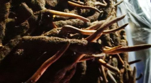 <a href=http://m.xmwhr.com/xinxian/ target=_blank class=infotextkey>新<a href=http://m.xmwhr.com/xinxian/ target=_blank class=infotextkey>鮮冬蟲(chóng)夏草</a></a>的多種食用方法