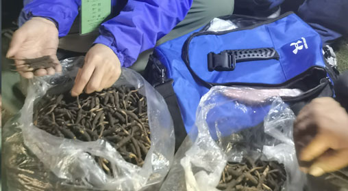 新鮮那曲蟲草多少錢一根？揭秘冬蟲夏草的價格密碼