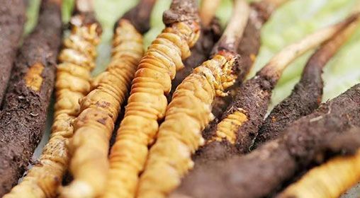 <a href=http://m.xmwhr.com/xinxian/ target=_blank class=infotextkey>新<a href=http://m.xmwhr.com/xinxian/ target=_blank class=infotextkey>鮮冬蟲夏草</a></a>怎么洗 