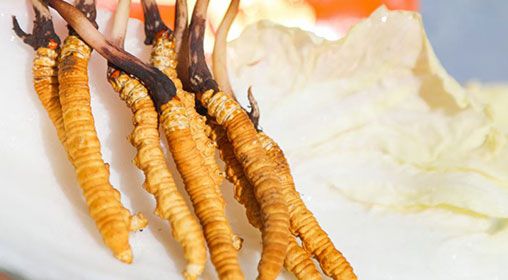 <a href=http://m.xmwhr.com/xinxian/ target=_blank class=infotextkey>新<a href=http://m.xmwhr.com/xinxian/ target=_blank class=infotextkey>鮮冬蟲夏草價(jià)格</a></a>  