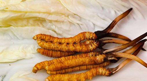 那曲雪域<a href=http://m.xmwhr.com/xinxian/ target=_blank class=infotextkey>新<a href=http://m.xmwhr.com/xinxian/ target=_blank class=infotextkey>鮮冬蟲夏草</a></a>