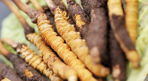 新鮮冬蟲夏草什么價格