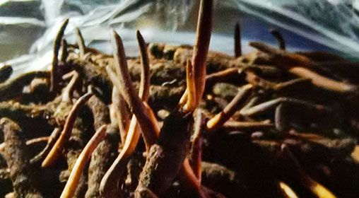 <a href=http://m.xmwhr.com/xinxian/ target=_blank class=infotextkey>新<a href=http://m.xmwhr.com/xinxian/ target=_blank class=infotextkey>鮮冬蟲夏草</a></a>排骨湯  