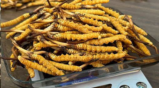 <a href=http://m.xmwhr.com/s/brxcc target=_blank class=infotextkey>比如縣冬蟲夏草</a>新鮮度