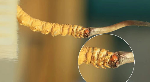 冬蟲夏草新鮮好嗎？解密新鮮蟲草的獨特價值