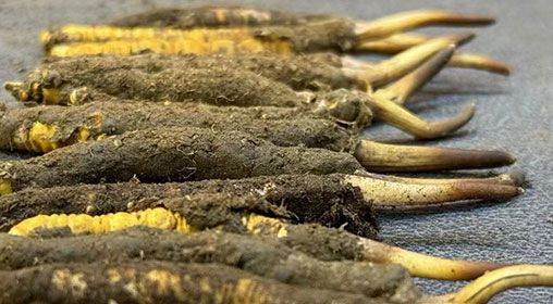 那曲<a href=http://m.xmwhr.com/xinxian/ target=_blank class=infotextkey>新<a href=http://m.xmwhr.com/xinxian/ target=_blank class=infotextkey>鮮冬蟲夏草</a></a>采摘