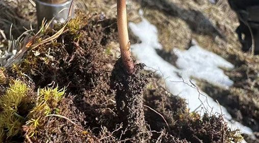 <a href=http://m.xmwhr.com/xinxian/ target=_blank class=infotextkey>新<a href=http://m.xmwhr.com/xinxian/ target=_blank class=infotextkey>鮮冬蟲夏草</a></a>存放