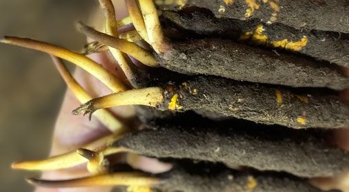 <a href=http://m.xmwhr.com/xinxian/ target=_blank class=infotextkey>新<a href=http://m.xmwhr.com/xinxian/ target=_blank class=infotextkey>鮮冬蟲(chóng)夏草</a></a>晾曬 