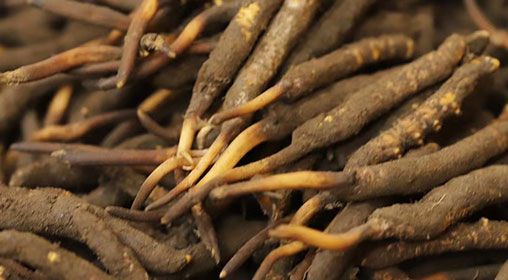 <a href=http://m.xmwhr.com/xinxian/ target=_blank class=infotextkey>新<a href=http://m.xmwhr.com/xinxian/ target=_blank class=infotextkey>鮮冬蟲夏草</a></a>品質(zhì)