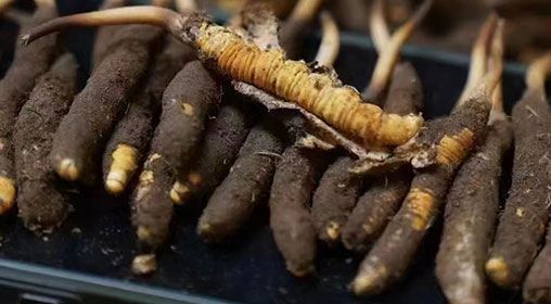 <a href=http://m.xmwhr.com/xinxian/ target=_blank class=infotextkey>新<a href=http://m.xmwhr.com/xinxian/ target=_blank class=infotextkey>鮮冬蟲(chóng)夏草</a></a>發(fā)貨 