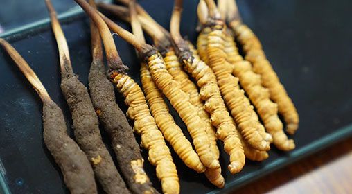 <a href=http://m.xmwhr.com/xinxian/ target=_blank class=infotextkey>新<a href=http://m.xmwhr.com/xinxian/ target=_blank class=infotextkey>鮮冬蟲夏草</a></a>做菜 