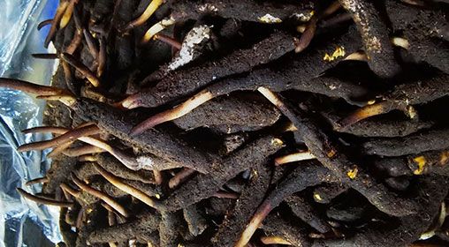 <a href=http://m.xmwhr.com/xinxian/ target=_blank class=infotextkey>新<a href=http://m.xmwhr.com/xinxian/ target=_blank class=infotextkey>鮮冬蟲夏草</a></a>產地