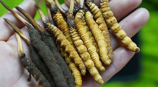 <a href=http://m.xmwhr.com/xinxian/ target=_blank class=infotextkey>新<a href=http://m.xmwhr.com/xinxian/ target=_blank class=infotextkey>鮮冬蟲夏草</a></a>服用