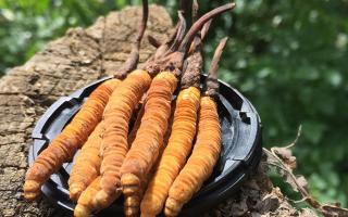 蟲草是什么？揭秘“軟黃金”的奧秘