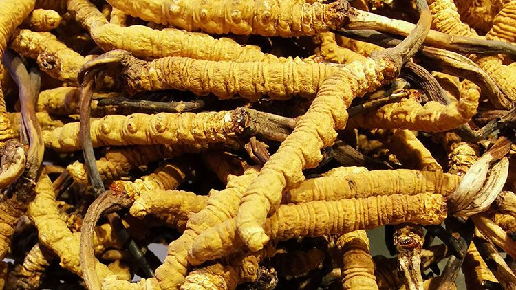 冬蟲夏草是什么味道？揭秘“軟黃金”的獨(dú)特風(fēng)味