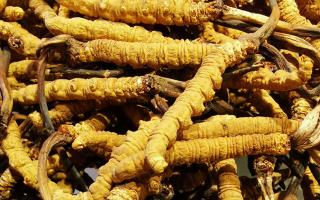 冬蟲夏草是什么味道？揭秘“軟黃金”的獨(dú)特風(fēng)味