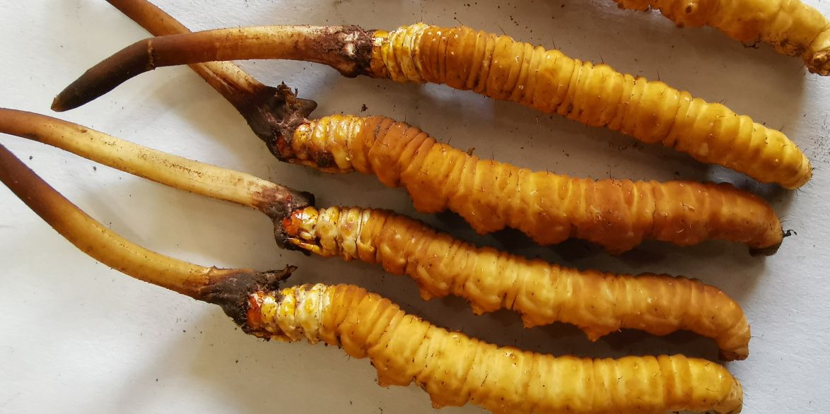 冬蟲夏草泡酒最佳配方：滋補(bǔ)養(yǎng)生，強(qiáng)身健體