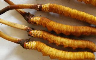 冬蟲夏草泡酒最佳配方：滋補(bǔ)養(yǎng)生，強(qiáng)身健體