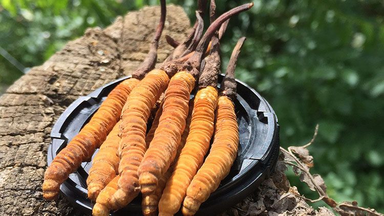 哪個(gè)牌子的冬蟲夏草好？2024年權(quán)威選購指南