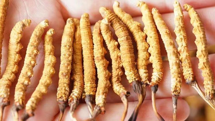 冬蟲夏草：自然界的陰陽(yáng)調(diào)和大師