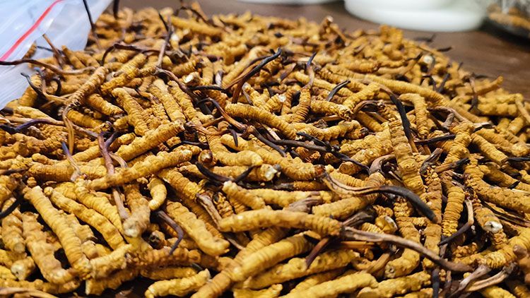 深圳<a href=http://m.xmwhr.com/zhengce/ target=_blank class=infotextkey>冬蟲夏草交易</a>市場：南中國蟲草貿(mào)易的黃金樞紐