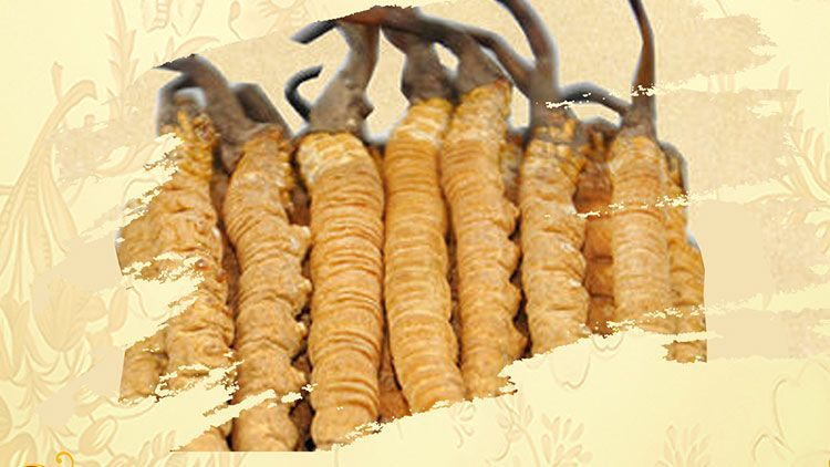 冬蟲夏草御寒效果好嗎？科學(xué)解讀其抗寒機(jī)制