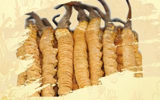 冬蟲夏草御寒效果好嗎？科學(xué)解讀其抗寒機(jī)制