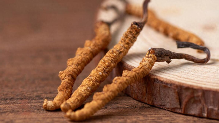 冬蟲夏草對鼻炎的緩解作用：科學(xué)解析與使用指南