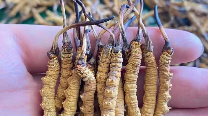 <a href=http://m.xmwhr.com/ target=_blank class=infotextkey>冬蟲夏草</a>真假鑒別終極指南：從入門到精通