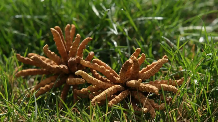 回收<a href=http://m.xmwhr.com/jiage/ target=_blank class=infotextkey>冬蟲(chóng)夏草多少錢(qián)</a>