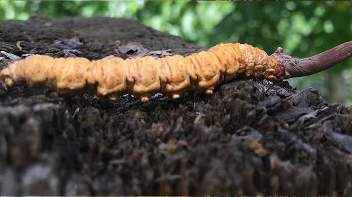 玉樹(shù)冬蟲(chóng)夏草克價(jià)探秘