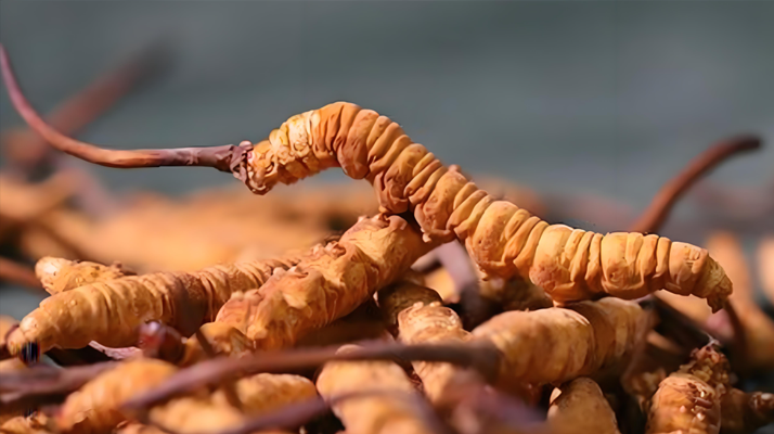 探秘那曲比如冬蟲(chóng)夏草