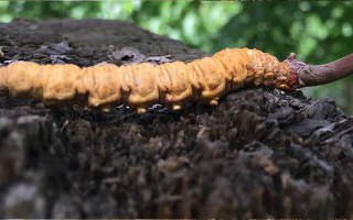 玉樹(shù)冬蟲(chóng)夏草克價(jià)探秘