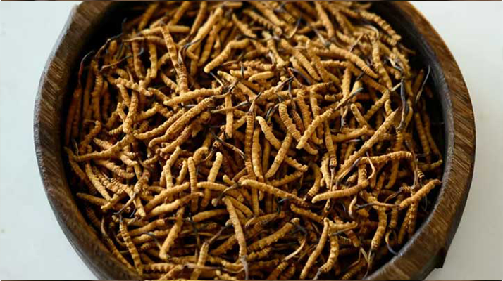 <a href=http://m.xmwhr.com/ target=_blank class=infotextkey>冬蟲夏草</a>真?zhèn)伪鎰e全攻略：五招識破 “李鬼”