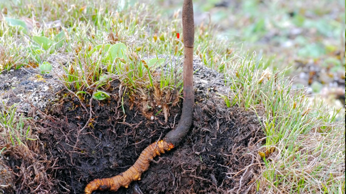 蟲與草的共生密碼：冬蟲夏草的雙重身份剖析