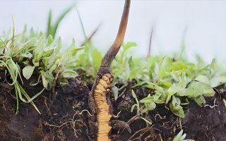 雪域精靈：冬蟲夏草的形態(tài)密碼? ? ? ?