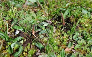 冬蟲夏草干鮮之選：多維對(duì)比助你抉擇