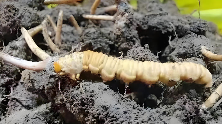 冬蟲(chóng)夏草鮮草與干草的差異解析：不同形態(tài)，別樣價(jià)值