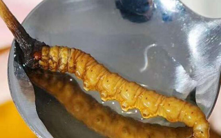 冬蟲夏草鮮草口感探秘：舌尖上的滋補風味?