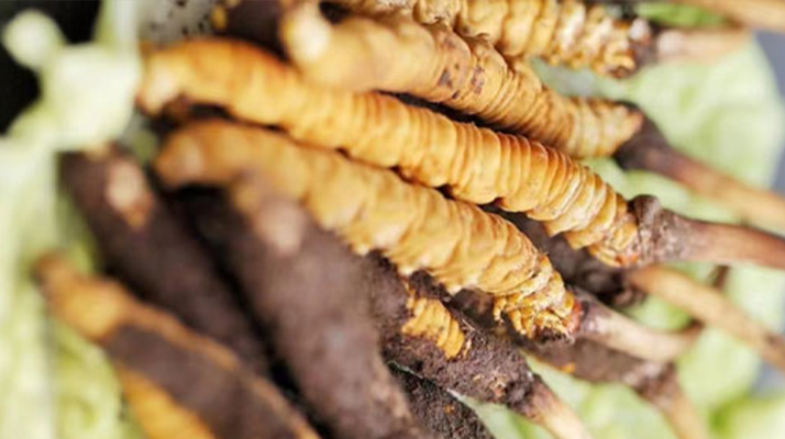 冬蟲(chóng)夏草鮮草能存多久？保存時(shí)長(zhǎng)全解析